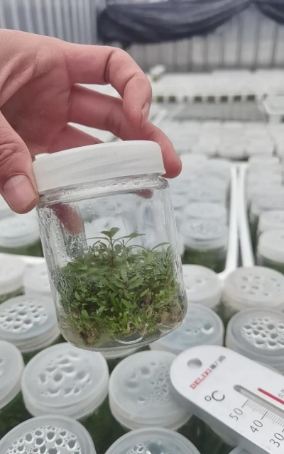 桉树木屑可以用来养花吗