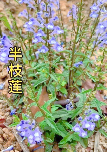 和半枝莲管什么病