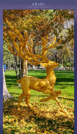 银杏叶小鹿什么寓意