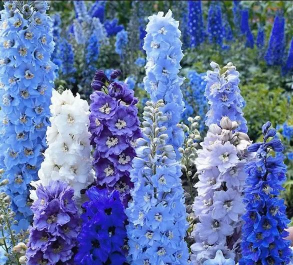 蓝色亚麻种子怎么种