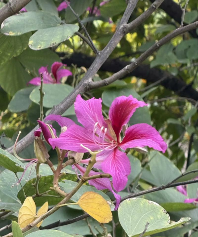 洋紫荆什么时候开花