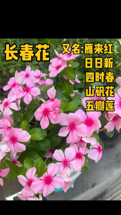 长春是什么花