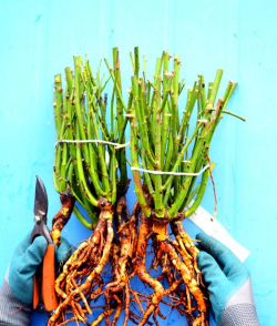 家庭养花用生根粉