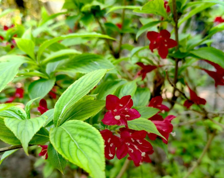 锦带花属于什么科植物