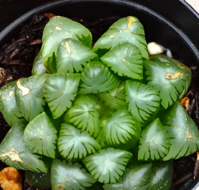 冬天姬玉露怎么生根