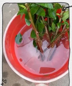 家庭养花用生根粉