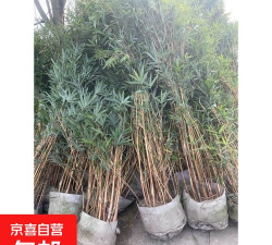 琴丝竹什么时候栽种