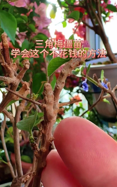 家庭养花用生根粉