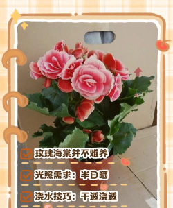 玫瑰海棠冬季怎么养护