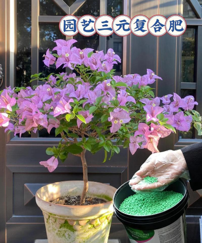 家庭养花用生根粉