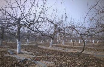 浙江神秘果树怎么过冬