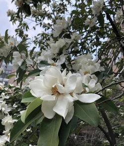 深山含笑又叫什么花