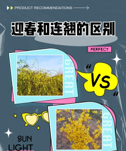连翘与迎春什么区别