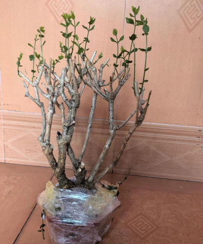 家庭养花用生根粉