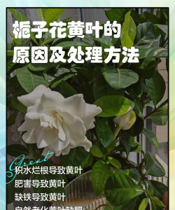 牡丹栀子发黄怎么救