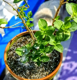 家庭养花用生根粉