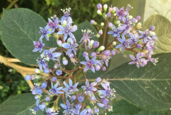 常山的市花是什么花