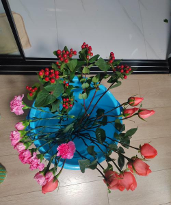 家庭养花用生根粉