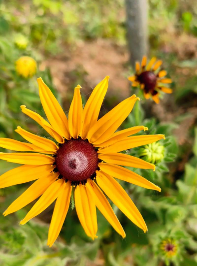 金光菊是什么科属