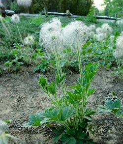 白头翁是什么草