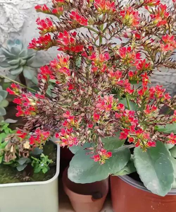 什么是大红单长寿花