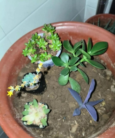 家庭养花用生根粉