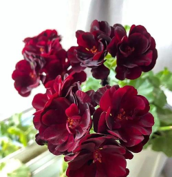 黑美人花用什么土好