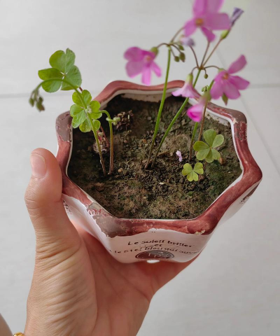 家庭养花用生根粉