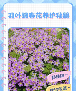 报春羽叶怎么养