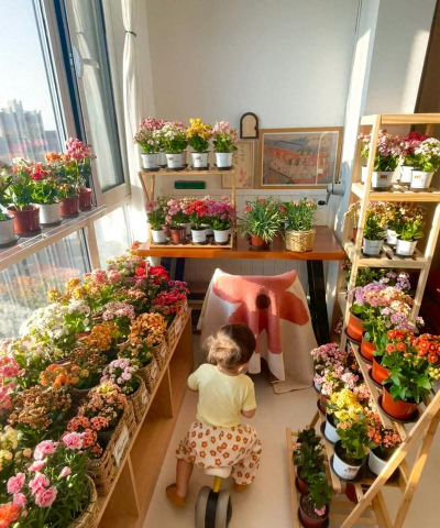 家庭养花用生根粉