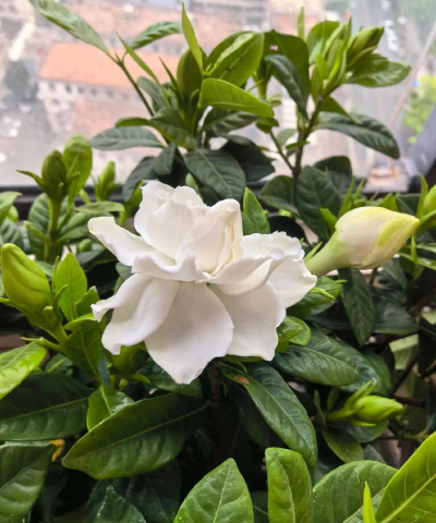 家庭养花用生根粉