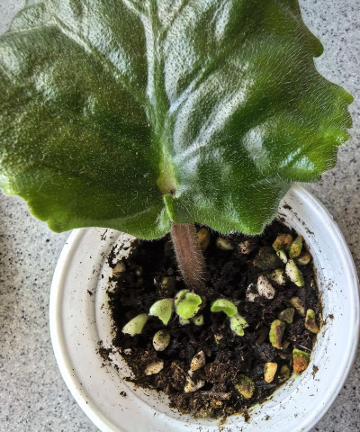 家庭养花用生根粉