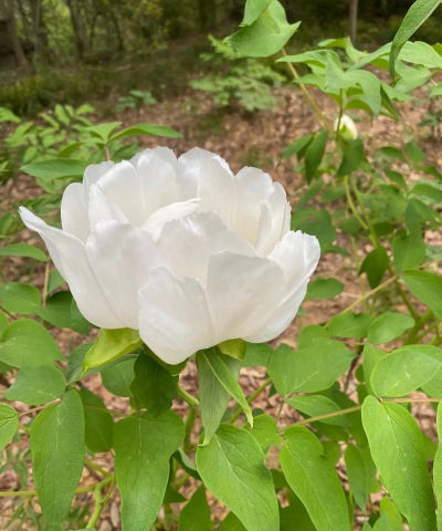 白牡丹什么时候开花