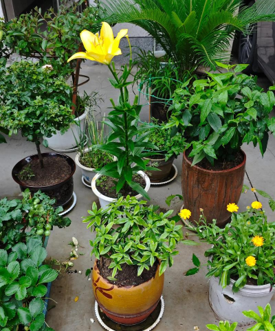 家庭养花用生根粉