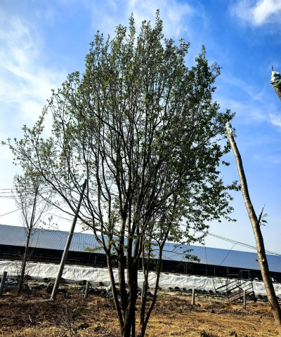 丛生苗木怎么培养