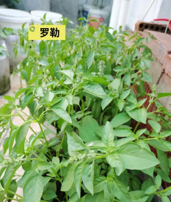 什么薄荷与胡椒薄荷很像