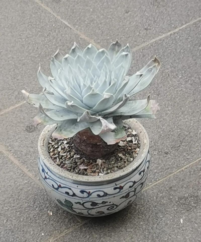 圆叶是什么多肉