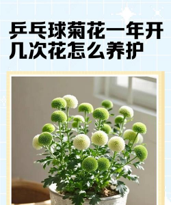 乒乓菊花期什么时候
