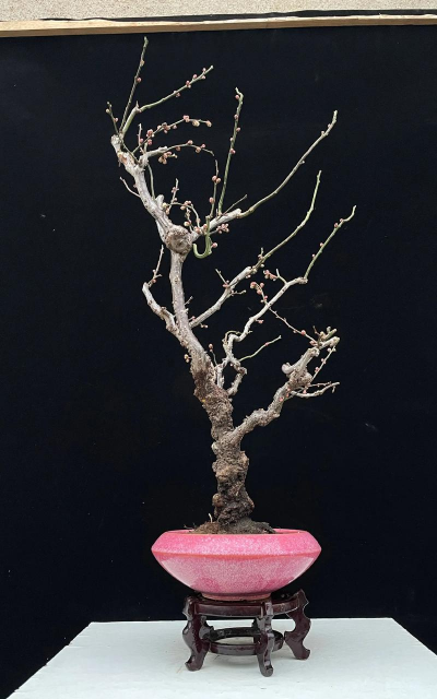 盆栽龙游梅用什么土