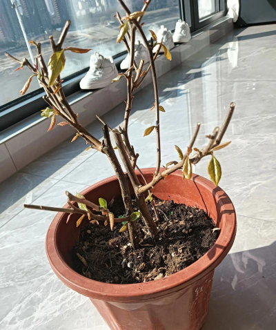 家庭养花用生根粉