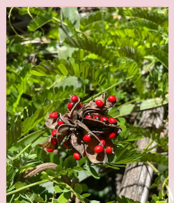 鸡骨草是什么花