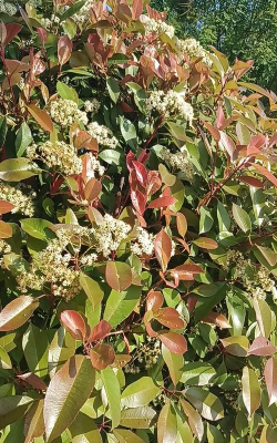 红叶石楠春天是什么颜色