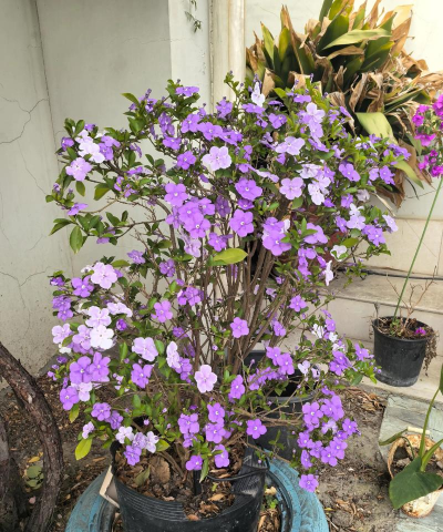 家庭养花用生根粉