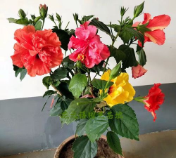 家庭养花用生根粉