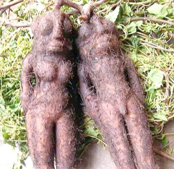 何首乌茎是什么颜色