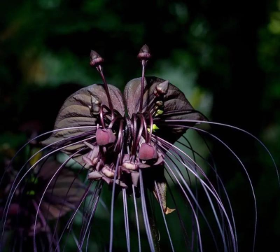 黑色的花瓣－老虎须