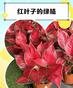 叶心发红是什么植物