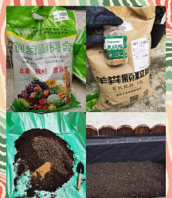 黄木香怎么换盆