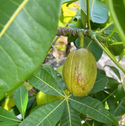 马拉巴栗种类是什么