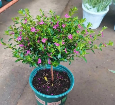 家庭养花用生根粉